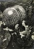 Josef Ehm, Kaktusy (Cacti)
1935, Gelatin silver print (black & white)
