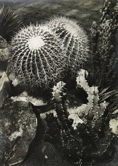 Josef Ehm
Kaktusy (Cacti), 1935
Gelatin silver print (black & white)
5 1/8 x 7 1/8 in. (13 x 18 cm)
From a portfolio of 10 prints titled " Moderni Ceska Fotografie" (Modern Czech Photography)