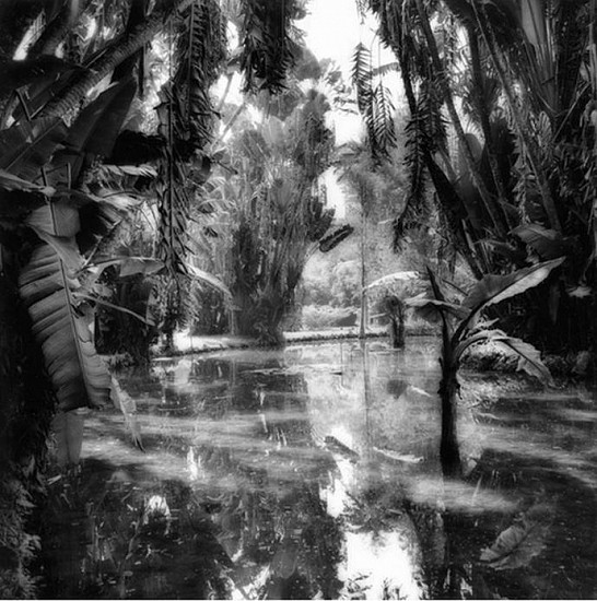 Sally Gall
Rio, Botanical Garden #1
Gelatin silver print (black & white)
14 3/4 x 14 7/8 in. (37.5 x 37.8 cm)
From the series "Water's Edge" 1980-1995