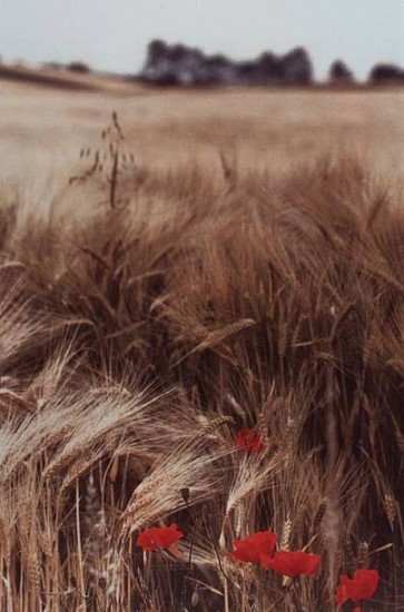 Ralph Gibson
Field with Poppies, 1992
dye transfer print
24 x 20 in. (61 x 50.8 cm)
Edition 12/15