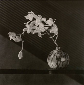 Robert Mapplethorpe - Orchid