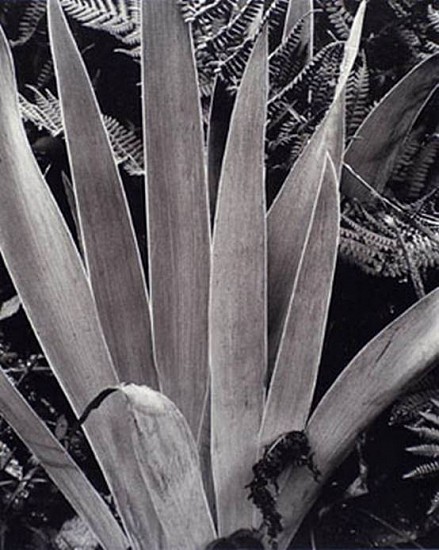 Paul Strand
Iris, Georgetown, Maine, 1928
Vintage Platinum print
10 x 8 in. (25.4 x 20.3 cm)