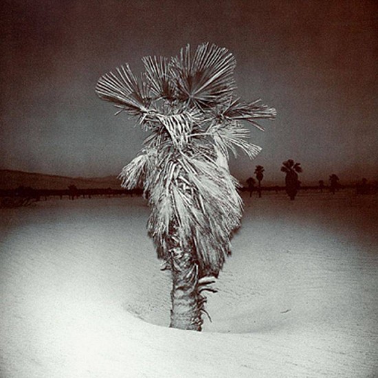 Richard Misrach
Palm #3, 1975
Gelatin silver print (black & white)
20 x 16 in. (50.8 x 40.6 cm)
Selenium toned