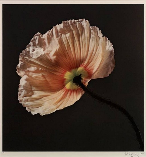 Robert Mapplethorpe
Poppy, 1988
dye transfer print
19 1/2 x 19 1/2 in. (49.5 x 49.5 cm)
Edition 5/7