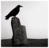 Susan Paulsen, Block Island, (bird sculpture)
2003, Gelatin silver print (black & white)