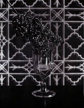 McDermott and McGough -&nbsp;Experiment of Coloring in green some Lilacs with Ammoniacal Ether