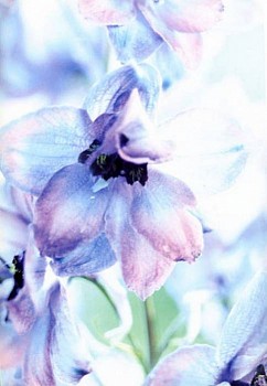 Thomas Struth -&nbsp;Plant No. 25, Heller Rittersporn, Winterthur