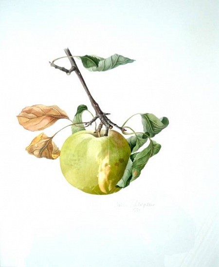 Jessica Tcherepnine, Apple (Malus Golden Delicious)
Watercolor