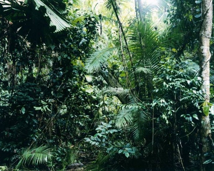 Thomas Struth
Paradise 6, Daintree/Australian, 1998
Chromogenic print (color)
66 7/8 x 86 5/8 in. (169.9 x 220 cm)
Edition 2 of 10