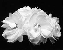 Rod Dresser
Four Roses, Carmel, CA, 1999
Gelatin silver print (black & white)
19 1/2 x 23 3/4 in. (49.5 x 60.3 cm)
Edition 1 of 10Negative dated 1999, print date 1999