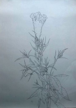 Martin Kline -&nbsp;Miniature Gladiolus