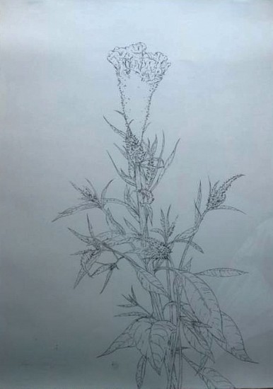 Martin Kline
Miniature Gladiolus, 1989
26 1/4 x 18 15/16 in. (66.7 x 48.1 cm)
Brush and ink on paper