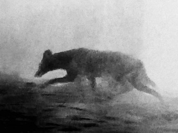 Michal Rovner -&nbsp;Night - 5