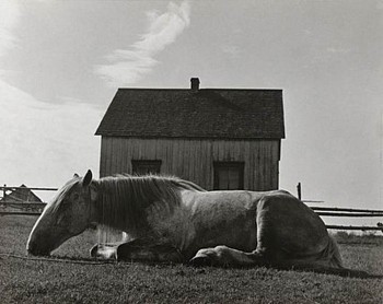 Walter Rosenblum -&nbsp;Gaspe Horse, Canada